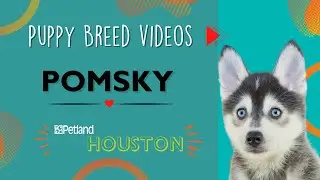 Pomsky Fun Facts