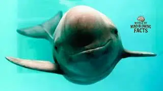 World's Rarest Animals Going Into Extinction.  #virtualreality  #facts  #animals 