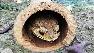 Giant toad sleeps in bamboo