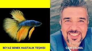 BEYAZ BENEK HASTALıĞı TEŞHiS VE TEDAViSi(Hasta Akvaryum Balıkları Lepistes Japon Balığı Beta İlaçlı)