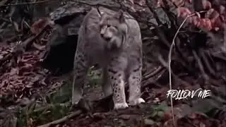 The cry of the lynx   Wild animals  猞猁的叫声 难得一遇