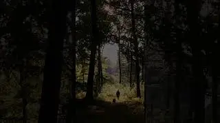 दुनिया का सबसे ज्यादा डरावना jungle 😳 Romania ka barmuda triangle  #shorts #viral