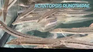 Acantopsis rungthipae