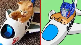 😂Cat Meme: 30 MINUTES THE CAT AVENGERS 🐱 Trending Funny Animals 2024 😹 funny cartoon drawing meme