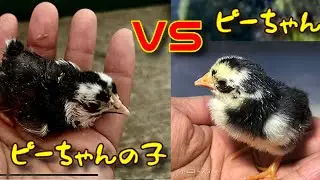 鶏親子、ひよこは大きくてどんな姿になるかなあー。