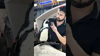 Как любить, как пингвин. 🐧💘