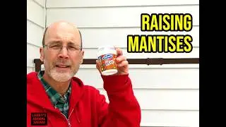 How to Raise Praying Mantis insects #prayingmantis