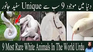 Reaction on 9 Most Rare White Animals In The World Urdu  | دنیا کے خوبصورت سفید جانور  | Haider Tv