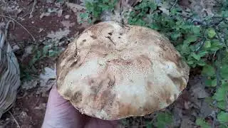 Boletus Aereus & Amanita Caesarea & Cantharelus Cibarius 2021