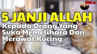 5 Janji Allah kepada orang yang merawat kucing | No.4 sangat didambakan