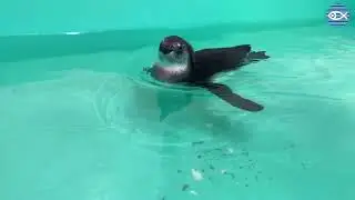 Bray, the African Penguin Chick!