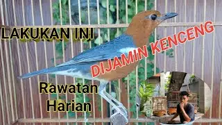 RAWATAN HARIAN ANIS MERAH DAN REKOMENDASI VIRAL