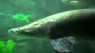 Seeing Amazon Giant Fish !