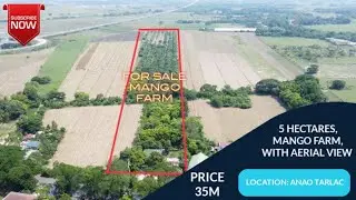 (V160) 5 HECTARES, MANGO FARM, PRICE 35M, LOCATION ANAO TARLAC, WITH AERIAL VIEW