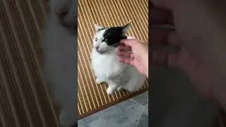 Ragamuffin Cat For Adoption - 1 Year, Adeek from Puchong, Selangor
