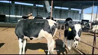 Dairy Animals For sale 7 to 8 month female  what's app plz 0311-0628949