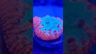 Feeding a Blastomussa Coral (Hyperlapse) | Calm Reef Feeding Moment 🌊 #saltwateraquarium #coral