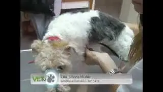 El correcto funcionamiento del corazon Caso Clínico CARDIAL VETv del 07 12 14