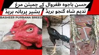 Basheer Purbana Breed | Nadeem Shah Aseel | Ganju Breed | Thai Aseel | Burmi Aseel | Aseel Murga