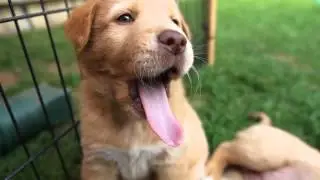 Adoptable Pets