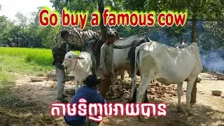 By buying a cow which is famous, eventually became like this, 0977738188