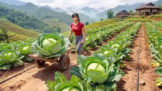 Harvesting 100+ Giant Cabbages - Use Truck Transport Many Cabbages Go To Market Sell