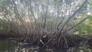 31 May 2024 Mangrove Forest, Bali