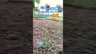 Little Sheed Grow Up On his Strength #shortvideo #viral #viralvideos #seed #shorts #short #song