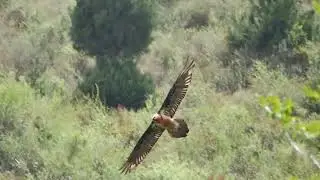 Bearded Vulture (Gypaetus barbatus) in flight - Rilong naar Maerkang (China) 12-5-2018