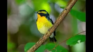 2025/11/07 #黃眉黃鶲【雄鳥】4K VIDEO