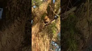 I Looked Up 😳 #raccoon #belleisle #natureencounter