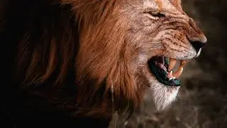 Lions Exposed: 25 Wild Facts