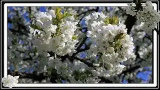Fougerolles, les cerisiers en fleur.