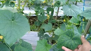 Penting !!! Warna Daun Timun Kuning,Kaku Dan Kriting Ini Sebabnya