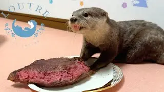 Крошечная выдра принимает вызов гигантского мяса!