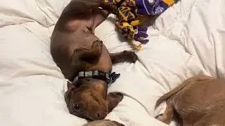 DJ does a sneak attack for his brothers toy 