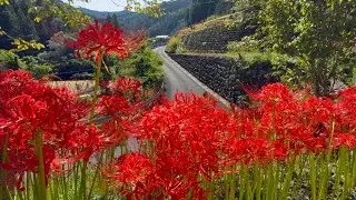 2025/09/30　四分咲き　大正中津川　彼岸花の里　〜高知県四万十町〜