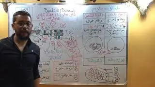 ملخص السلسلة التنفسية