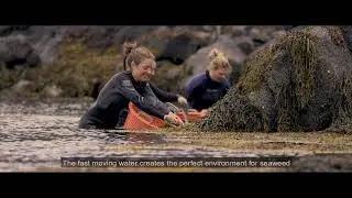 Hand-harvested organic seaweed