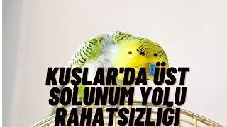 Kuşlar'da Üst Solunum Yolu Hastalığının Tedavisi Nasıl Yapılır ?