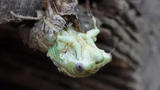 Annual Cicada emerges too late in the year (probable molting fail)