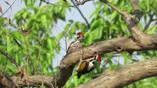 Feeding and sharing in White-naped woodpecker(Chrysocolaptes festivus)