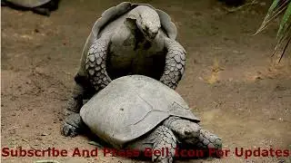 How Tortoise Mating with Each Other
