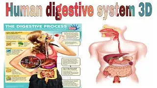 Human digestive system 3D animation | human digestion how it works | #humandigestivesystem