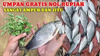 UMPAN ALAMI PALING AMPUH‼️BUAT MANCING DI SUNGAI