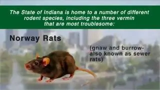 Professional Rodent Control | Yes Pest Pros, Inc.
