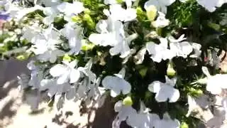 Trailing Lobelia