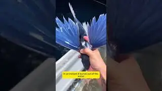This is the aviator of the ocean &mdash; the flying fish. #animalfacts #flyfishing