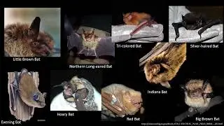 Virtual Programming - Bats in Michigan!