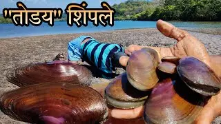 वाळूमध्ये तोडय शिंपले काढण्याची पद्धत | समुद्रावर सापडणारे दुर्मिळ शिंपले | Rare big size Mussels